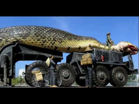 Amazing Giant Snake Found and Captured in The Red Sea #1