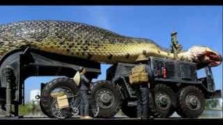 Amazing Giant Snake Found and Captured in The Red Sea #1