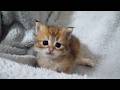 It's so cute how, when one of the kitten siblings escapes, the rest start copying it…