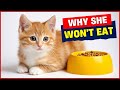 Why Is My Kitten NOT Eating? - 5 Shocking Reasons You Must Know