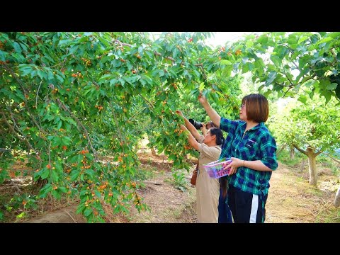 الزراعة السياحية أفكار جديدة لمزارعي كوتشا لزيادة دخلهم