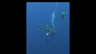 Oceanic Whitetip Shark Attack Egypt 2022