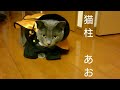 猫柱 あお (The Cat Hashira Ao) (ロシアンブルー RussianBlue)