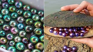 Several Kinds Of Pearl Shellfish That Are Very Common In The Wild, With Many And High-Quality Pearls