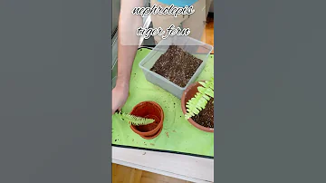 Пересадка папоротника