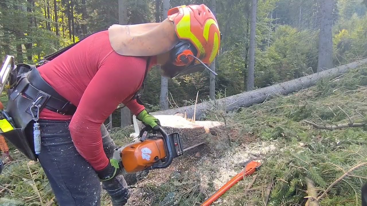 Kácení velkých stromů v rozdělaném porostu , 🎻Stihl 462, 586-2025