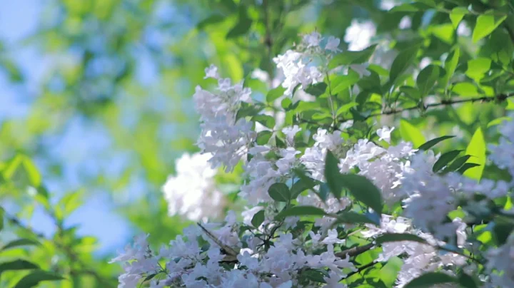 Beautiful Relaxing Hymns, Peaceful Instrumental Music, 