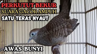 Suara Burung Perkutut gacor AMPUH pancingan BURUNG PERKUTUT TERBUKTI BIKIN LAWAN BUNYI