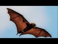 Bat as a Totem Part ONE: Personality Characteristics and Life-Path Challenges