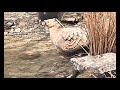مجموعة اصوات لطائر القطا الكدري Full Video Of Sandgrouse 