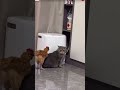 The laziest and funniest Cats you'll see today 😳😸🐾