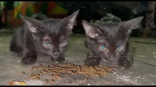 Tiny Kitten Lost Its Mother Hiding Under The Garbage Truck by Kitten Needs Help 31 views 4 months ago 11 minutes, 30 seconds