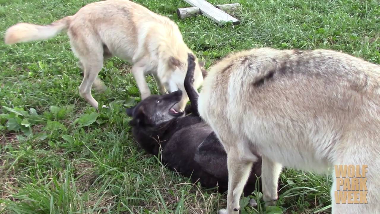 Howl Night Romp at Wolf Park