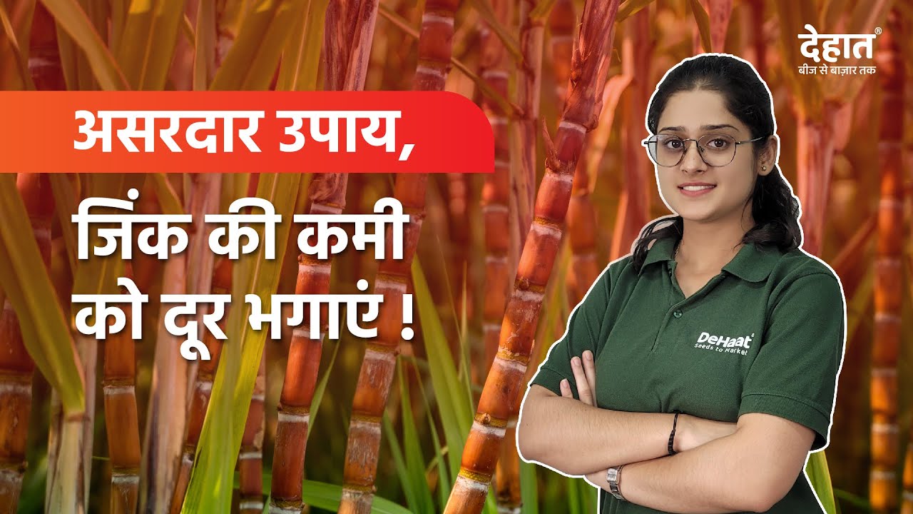 Ganne me Zinc ki kami ko kaise karen poora? Zinc Deficiency Ganne