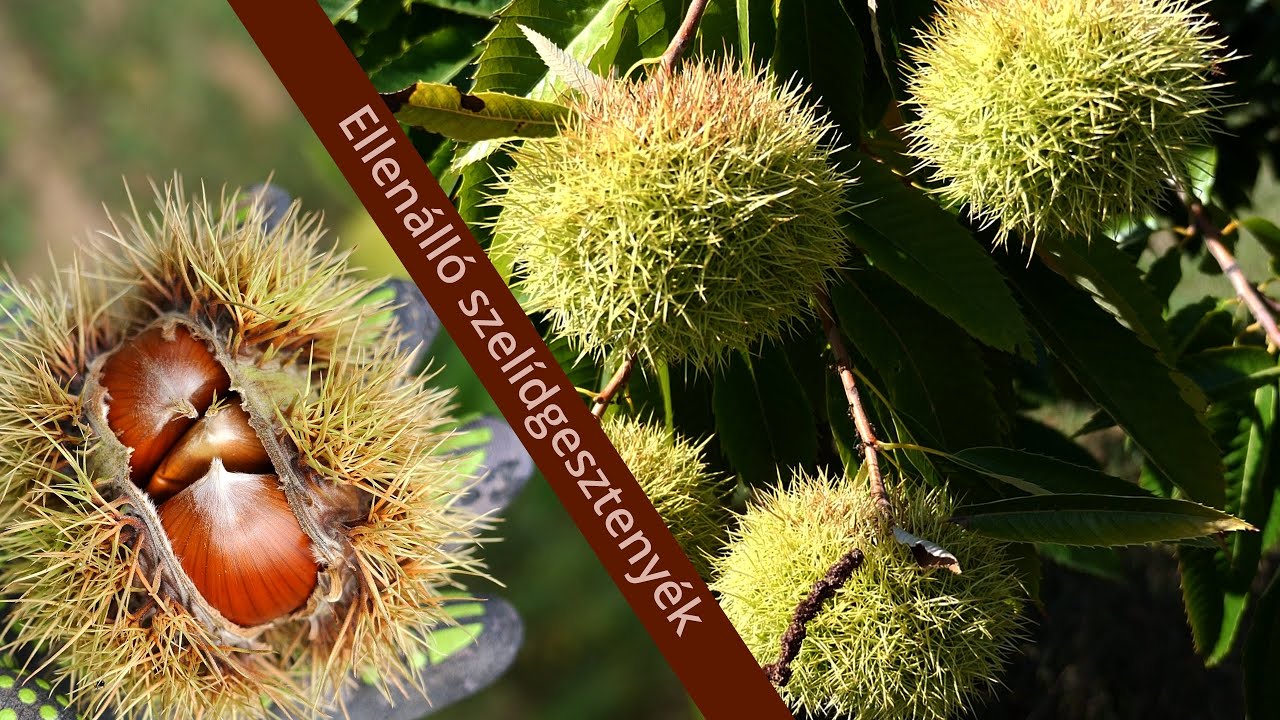 🍂🌰Eurázsiai hibrid szelídgesztenyék termesztése🍂🌰