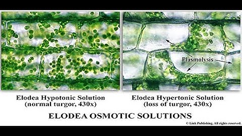 Elodea Osmotic Solutions (effects of hypotonic and hypertonic solutions)