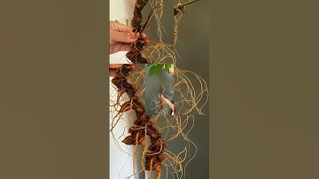 🍀🥃Cặp sâm ngọc linh rừng Trọng lượng 100gr 2 củ sâm trên dưới 20 năm tuổi