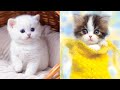 Baby Cats - Cute and Funny Cat Videos Compilation #29 | Aww Animals