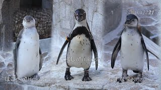 断捨離penguin 秘伝豆6kg Amazon｜こぐまちゃん タイト1段ランチボックス ペンギン PN