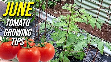 My Top Tomato Growing Tips for June!