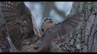 great horned owl chick mobbed by crows