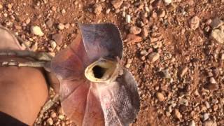 Frilled Neck Lizard Attacks Man in Outback Australia