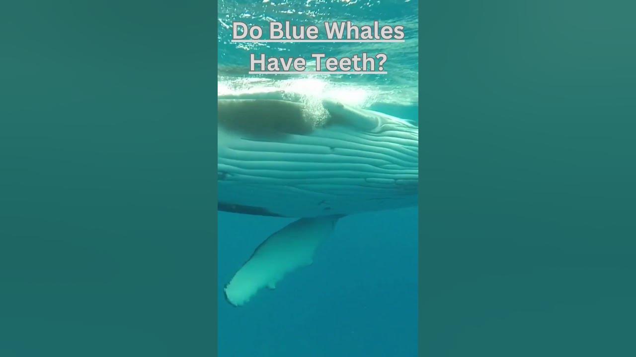 Do Blue Whales Have Teeth #shortvideo - YouTube