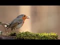 حال المهدي المنتظر قبل ليلة الإصلاح للشيخ ابن عربي