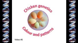 Chicken Genetics 5 - colour and pattern in chickens