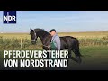Friesenpferde in Not | Die Nordreportage | NDR Doku