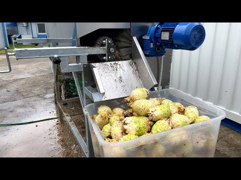 Celery washer HPBK-C150