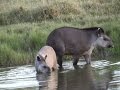 ANTA com seu jovem filhote (TAPIRUS TERRESTRIS), TAPIR, Anta-brasileira na represa.