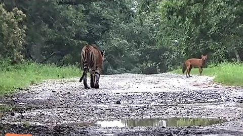 Tiger Attacking Pack of Wilddogs. @ Kabini - 21-Jan-2022. #tiger #kabini #nagarahole #safari.