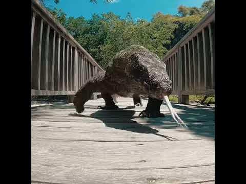 Komodo Dragon Walk trough Camera - YouTube