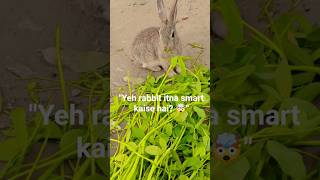 "Yeh rabbit itna smart kaise hai? 🤯" #rabbitlovers #bunny #trending