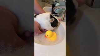 look in my eyes!#funnyanimals #funnyshorts #funnyvideos #animals #pet