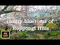 六本木ヒルズの桜 cherry blossoms of Roppongi Hills【4K】【April 2019】