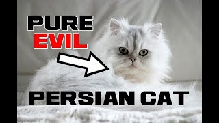 Persian Cat Facts - The Evil Villain's Lap Cat - Animal a Day