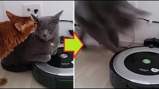 【Cat happening】 I pushed the activation switch since I was stepping on a roomba