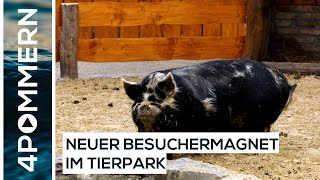 Kühe, Schweine, Seeadler - Die neuen Bewohner des Greifswalder Tierparks | Greifswald TV