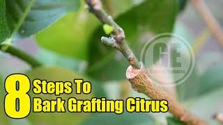 8 Steps To Bark Grafting Citrus Tree