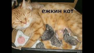 Наши Любимые Котики)