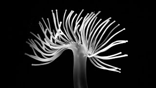 Life Form | AI Animation Experiment with Procreate, Runway ML & VEO 3