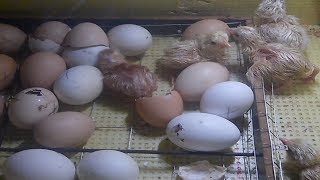 Рабочая схема инкубации куриных яиц выход птицы 100%