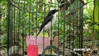 Burung Jingjing Batu Pikat Gacor Manggil Lawan Cocok Untuk Masteran