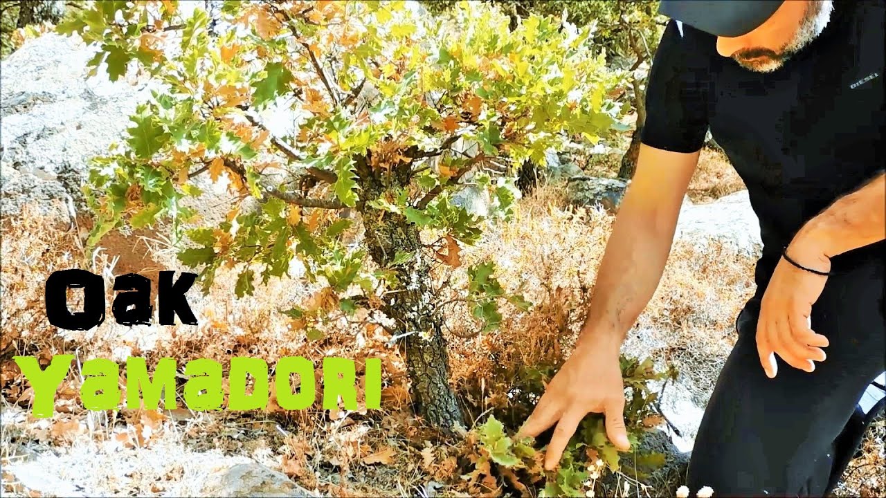 Oak Yamadori Hunting High On The Mountain Vol. 4 - Bonsai Inspiration From Greek Nature