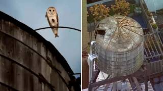 Rare family of barn owls displaced from Upper West Side perch