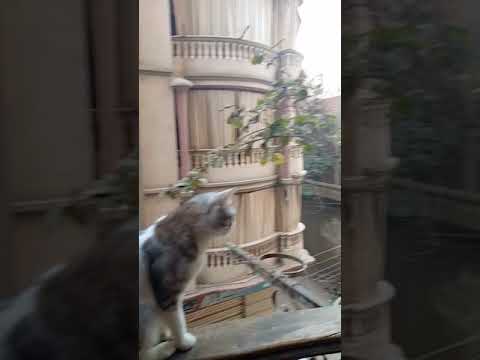 ستارة البلكونه الجديدة 