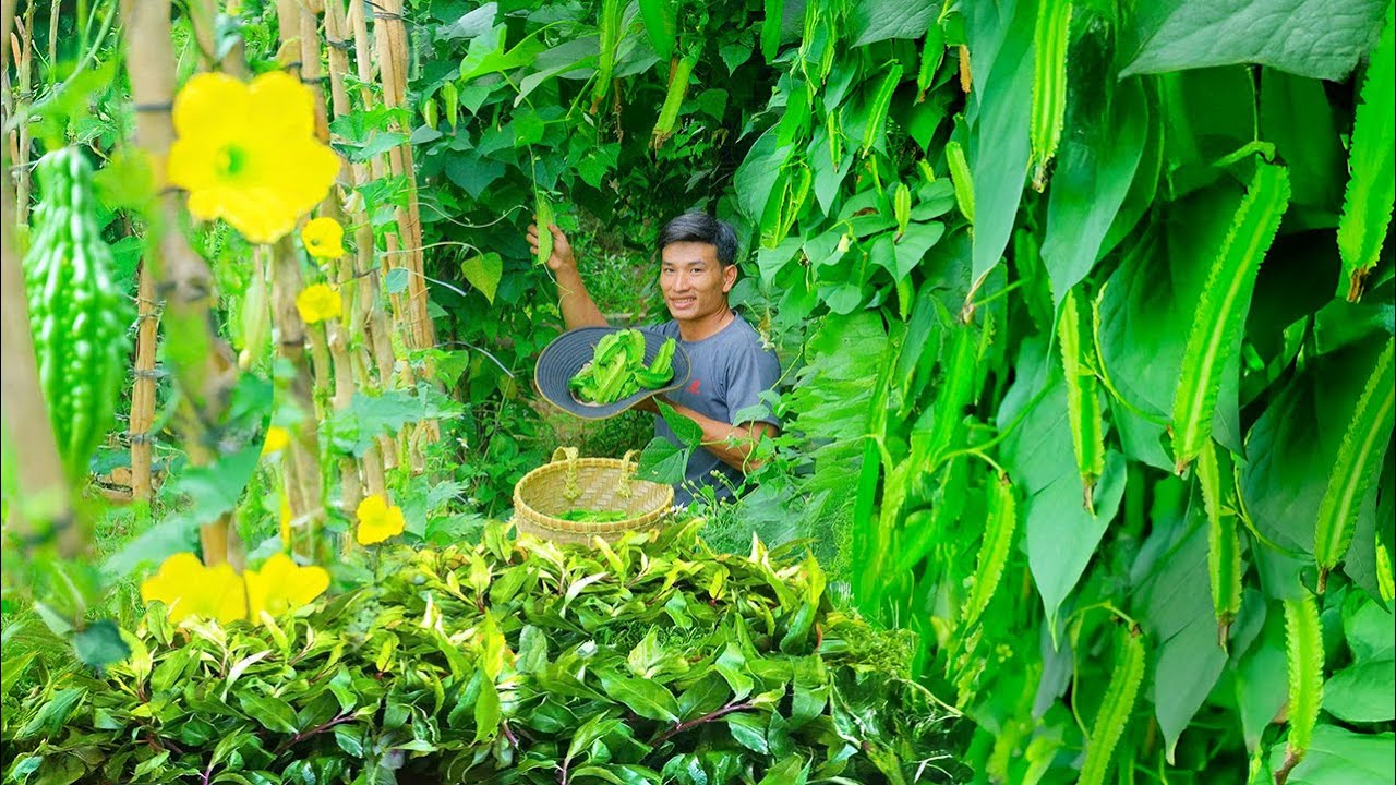 The CEO’s Garden Full of Vegetables, Fruit,  Eggs, Harvest Them for Cook & Sell At The Local Market.
