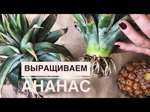 КАК ВЫРАСТИТЬ АНАНАС В ДОМАШНИХ УСЛОВИЯХ